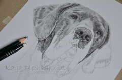 Portrait nach Foto, Bleistiftzeichnung, Tierportrait, Zeichnung, Portrait zeichnen