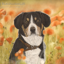 Portrait nach Foto, Pastellzeichnung, Auftragsarbeit, Portrait zeichnen, Zeichenauftrag